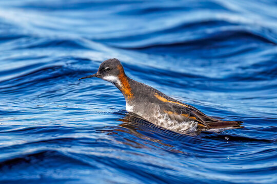 Odinsh&uuml;hnchen (Phalaropus lobatus)