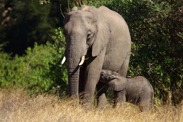 Fototapeta premium Afrikanischer Elefant / African elephant / Loxodonta africana