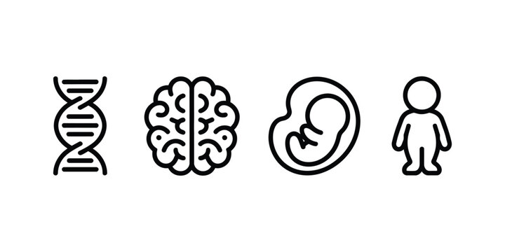 embryo development icon set, simple design showing placental stage pregnant woman trimester and foetus growth process for pregnancy healthcare medical education vector illustration.