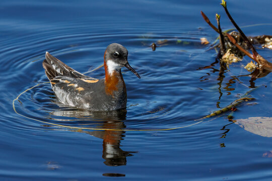 Odinsh&uuml;hnchen (Phalaropus lobatus)