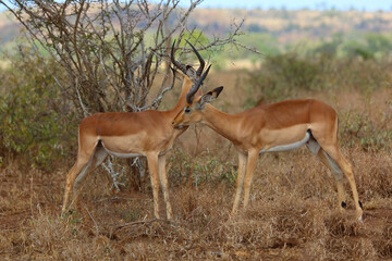 Naklejka premium Schwarzfersenantilope / Impala / Aepyceros melampus