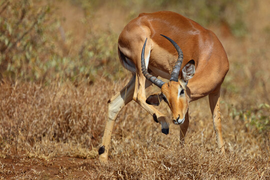 Schwarzfersenantilope / Impala / Aepyceros melampus