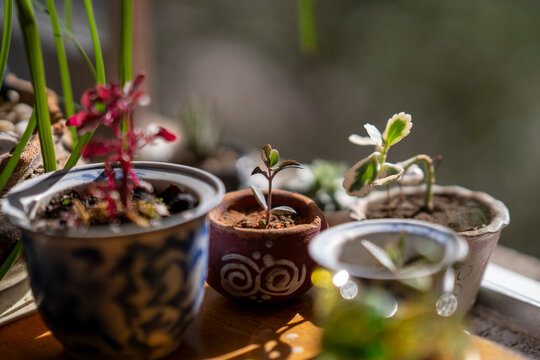 conjunto de macetas con brotes de plantas variadas con fondo desenfocado