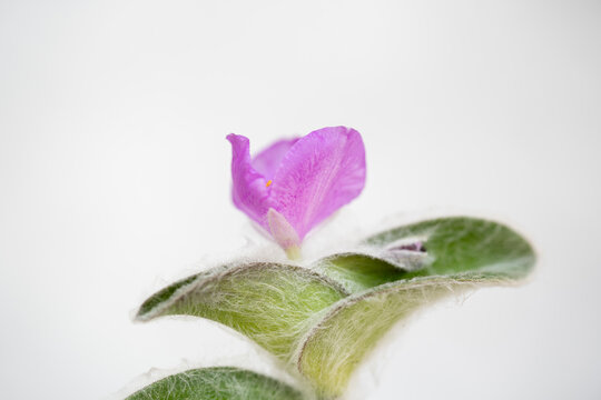 planta de telara&ntilde;a con flor morada y fondo blanco