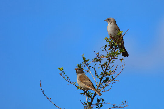 Damarasperling / Southern grey-headed sparrow / Passer diffusus