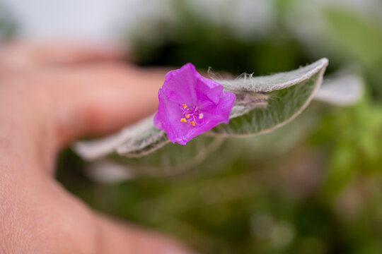 mano mostrando pistilo de flor morada de planta Tradescantia sillamontana, con fondo desenfocado verde