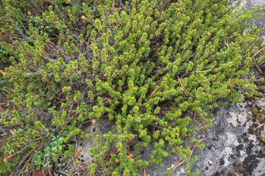 ガンコウラン（Empetrum nigrum var. japonicum）：苔のように岩を這うツツジ科の高山植物／日本長野県の北八ヶ岳・5月