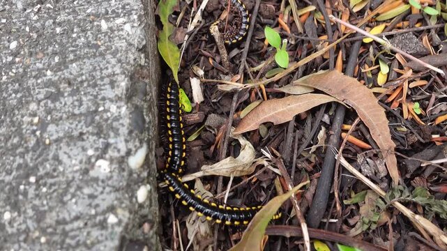 Black and Yellow Millipede Crawling on Forest in Nature