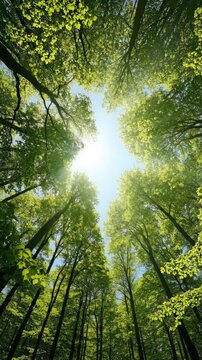 Looking up through a dense canopy of vibrant green deciduous trees towards a clear blue sky with the sun shining brightly.