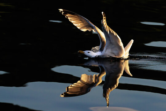 Silberm&ouml;we (Larus argentatus)