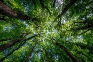 Fototapeta premium View from below, looking up through green tree canopy towards blue sky, sunlight