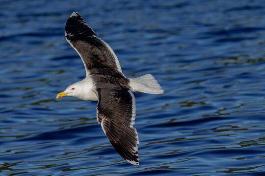 Mantelm&ouml;we (Larus marinus)