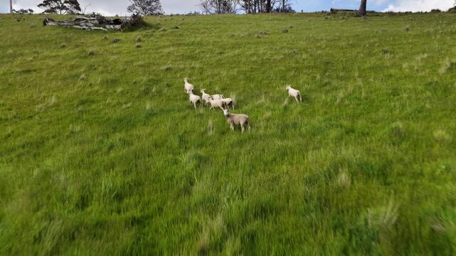 Sheep in a field. Merino sheep, grazing and eating grass in New zealand and Australia
