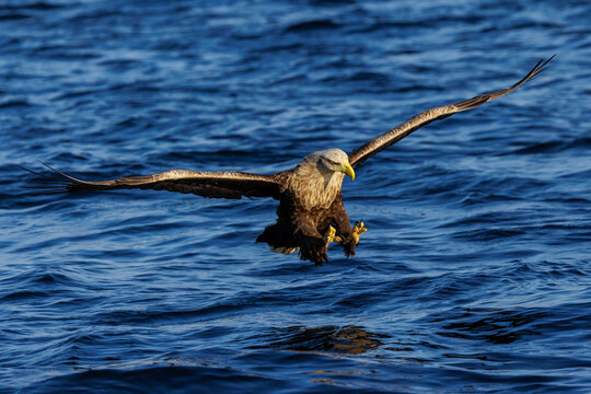 Seeadler (Haliaeetus albicilla)