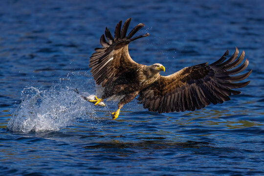Seeadler (Haliaeetus albicilla)