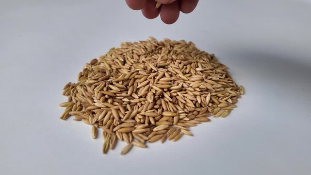 Slow motion shot of a human hand reaching down to grab and lift a large handful of raw whole haver seeds from a white tabletop.