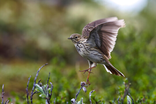 Wiesenpieper (Anthus pratensis)