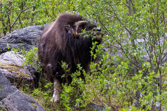 Moschusochse (Ovibos moschatus)