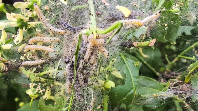 Tent Caterpillar Colony Feeding Inside Silken Nest on Shrub. Closeup of larval moth infestation forming dense webbing across foliage and blossoms, showing communal larvae activity and defoliation
