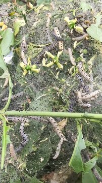 Spindle Ermine Moth Yponomeuta cagnagella caterpillars in their gossamer tent construction, feeding on spindle foliage, summer