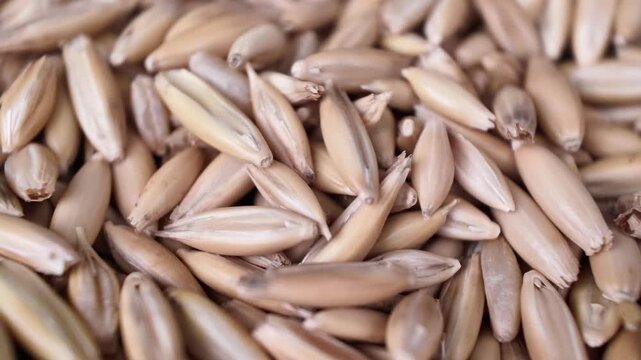 High angle view of a person's hand actively moving and mixing a heap of whole haver grains over a white surface at normal speed. Perfect for agricultural processing and culinary preparation visuals.