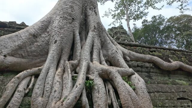 Massive tree roots engulf ancient stone ruins at Ta Prohm temple in Siem Reap, Cambodia. The jungle reclaims the temple, showcasing nature's power.