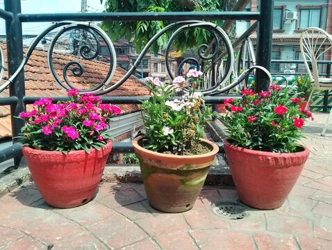 Flowers in remote Tokha of Nepal