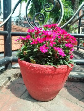 Flowers in remote Tokha of Nepal