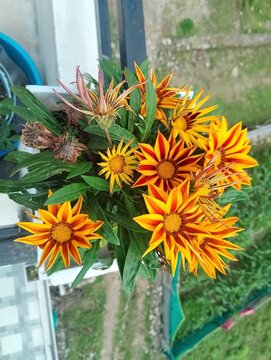 Flowers in remote Tokha of Nepal