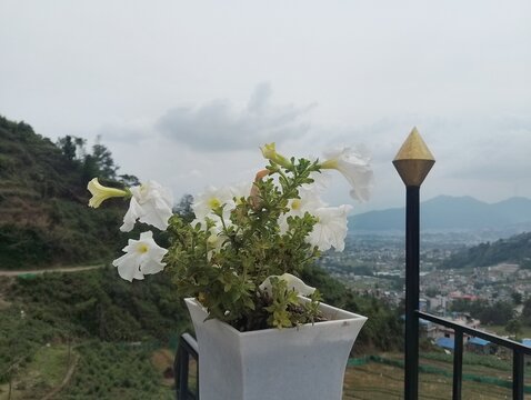 Flowers in remote Tokha of Nepal