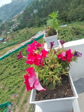 Flowers in remote Tokha of Nepal