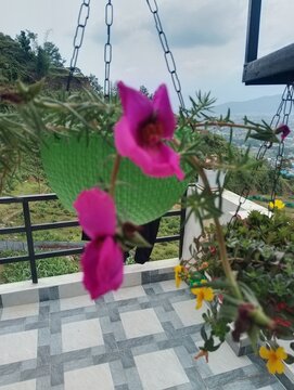 Flowers in remote Tokha of Nepal