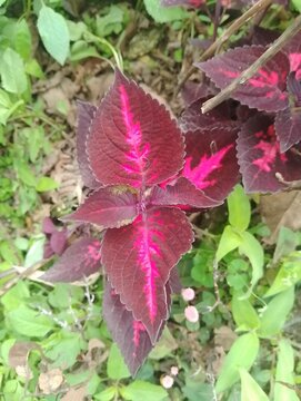 Flowers in remote Tokha of Nepal