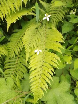 Flowers in remote Tokha of Nepal