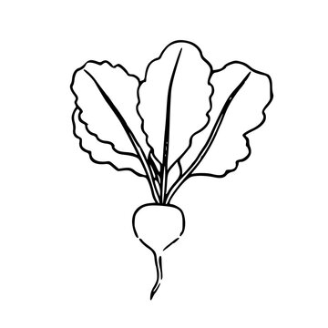 simple vegetable sketch, hand-drawn radish or beet graphic for kitchen design