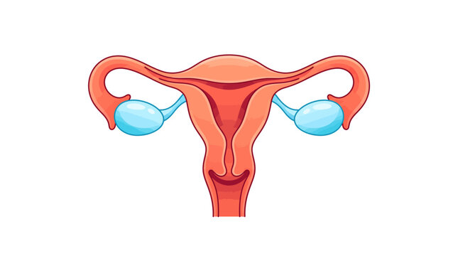 Illustration of the uterus with fallopian tubes and ovaries, a clear diagram of female reproductive anatomy for medical education.