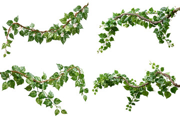 Fototapeta premium jungle vines set isolated on white transparent background - design element cut-out object collection