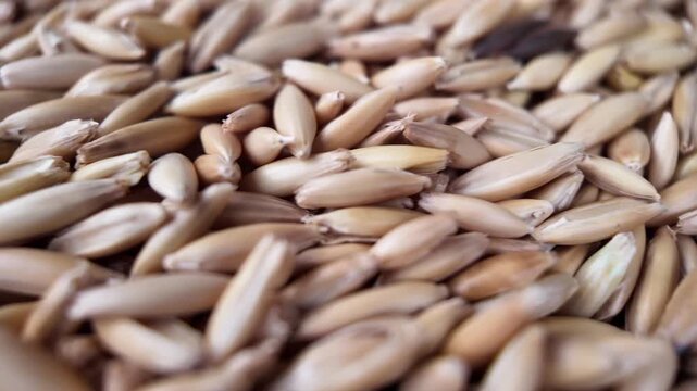 Cinematic slow motion camera panning movement across a large dense layer of whole raw oat seeds, capturing the rich natural colors and patterns of agricultural storage.