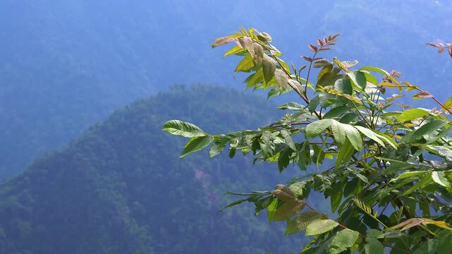 Green leaves sway gently against a hazy mountain backdrop in the border between Nepal and India. This plant is Lepisanthes rubiginosa, also known as mertajam, is a plant species in the lychee family.