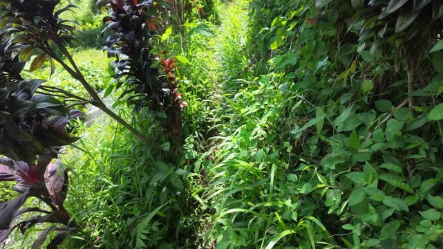 Lush vibrant foliage surrounding a narrow path illuminated by natural sunlight in a garden