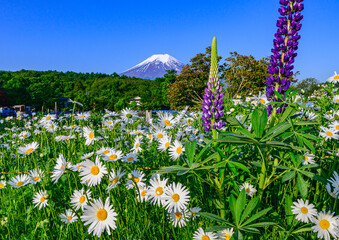 忍野村から富士山と花畑 © 文明 金本