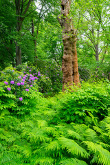 Obraz premium Botanik und Natur, Echter Wurmfarn (Dryopteris filix-mas) und Rhododendronblüte im Berliner Tiergarten Park, Berlin, Deutschland