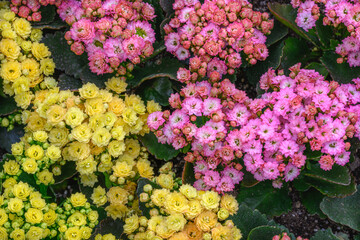 Obraz premium Top view of multicolored Kalanchoe flowers blooming dense with yellow and pink petals