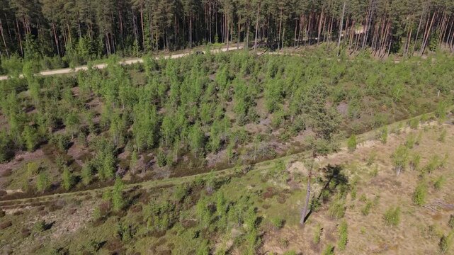 Aerial view of lush green forest with winding path, showcasing the vibrant landscape and diverse tree coverage in a natural setting