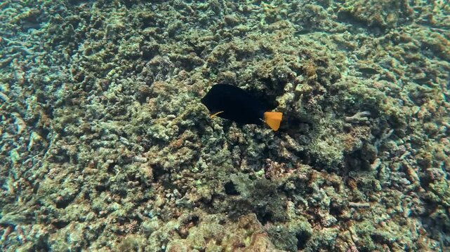 Small black tropical fish swimming undisturbed