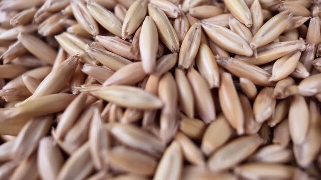 Macro close up camera zoom in movement directly into a textured heap of raw unpeeled oat grains in slow motion, highlighting the organic structure and fine structural details.