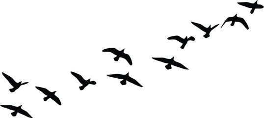 Obraz premium Flock of Black Birds Flying in Formation on White Background