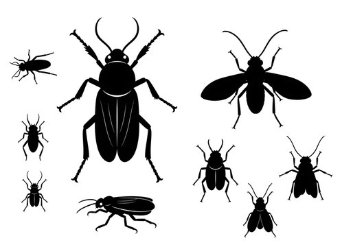 Black Beetle Insect Silhouettes on White Background