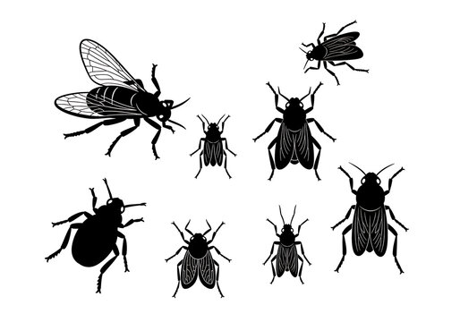 Black Insects Silhouettes Flying Isolated on White