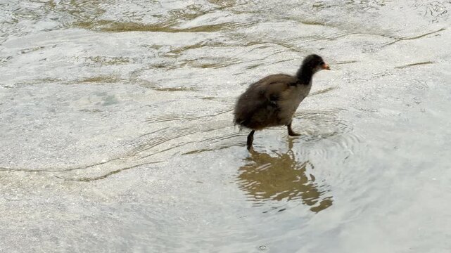 A young moorhen chick wades through a shallow, flowing river current. This action blends with the continuous sound of running water and gentle birds singing in the distance.